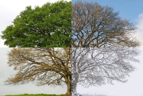CHANGING SEASONS